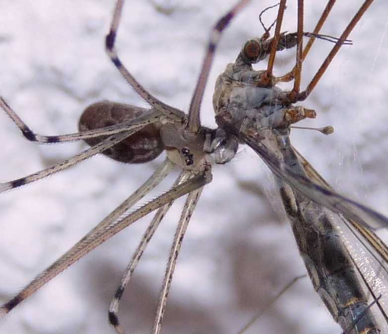 Holocnemus sp. con Tipula
